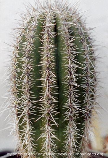 Carnegia gigantea - 2