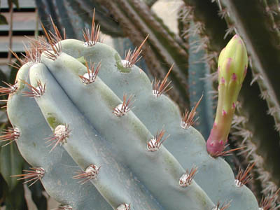 Cereus peruvianus