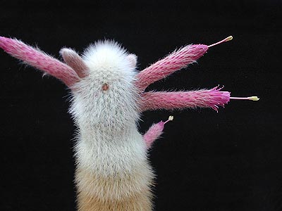 Cleistocactus straussii