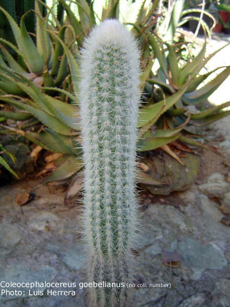 Coleocephalocereus goebelianus HU 150