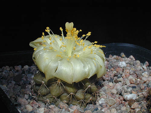 Copiapoa esmeraldana FR 1457 (South of Esmeralda, steep coast, Antofagasta, Chile)