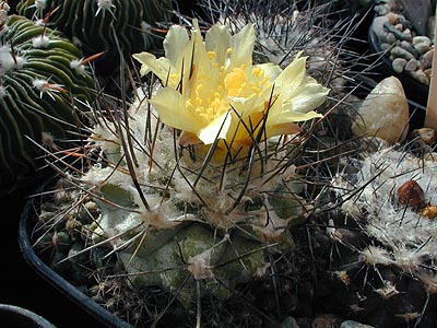 Copiapoa humilis FR 464