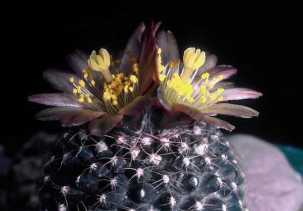 Copiapoa humilis v. tenuissima FK 779 (El Cobre) - 2
