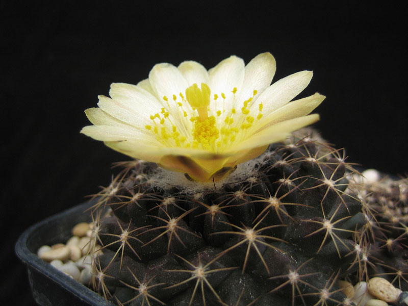 Copiapoa humilis v. tenuissima FK 779 (El Cobre)