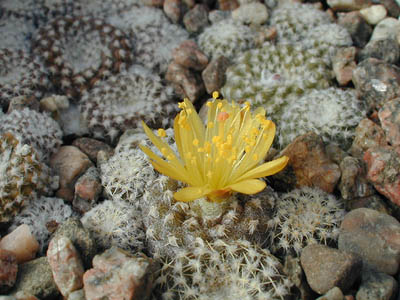 Copiapoa laui FK 439 (Esmeralda, Guanillos)