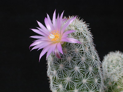 Coryphantha hendricksonii SB 1016 (Escalon, Chihuahua, Mex)