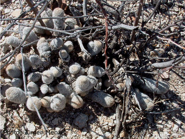 Coryphantha hendricksonii SB 1016 (Escalon, Chihuahua, Mex) - 2