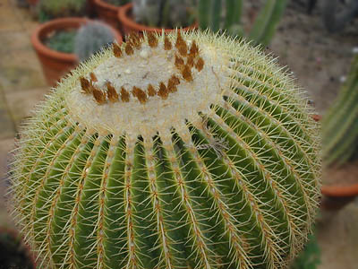 Echinocactus grusonii