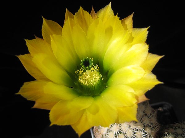 Echinocereus pectinatus v. wenigeri 'ctenoides' SB 1536 (W Muzquiz)