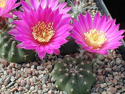 Echinocereus pulchellus 'aguerrei'