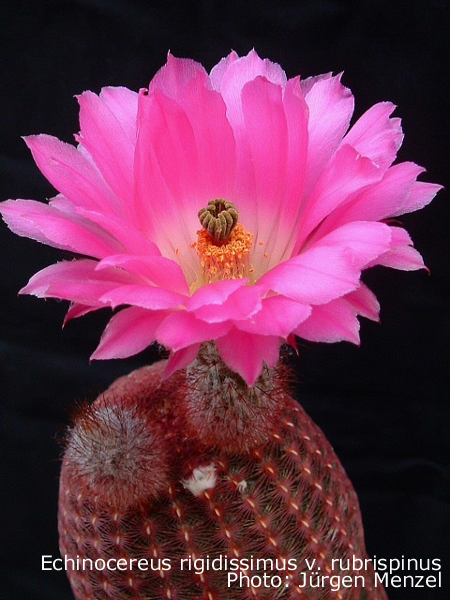 Echinocereus rigidissimus v. rubispinus Lau 088 - 2