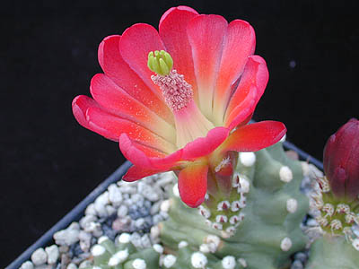 kaktus myrtillocactus geometrizans Crested Blue Flame Cactus| Crested Myrtillocactus geometrizans main image 1