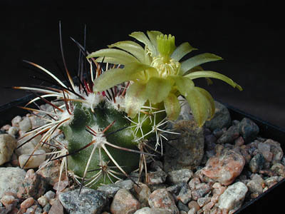 Echinocereus davisii SB 426 (Brewster Co, TX)