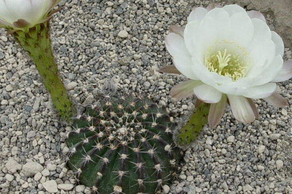 Echinopsis ancistrophora MN 20 (Escoipe, El Maray, Arg)