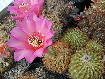 Echinopsis mamillosa 'flexilis' MN 179 (Iruya, Arg) - 3