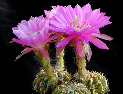 Echinopsis obrepanda 'purpurea' Lau 965 (Tapacari, Bol)