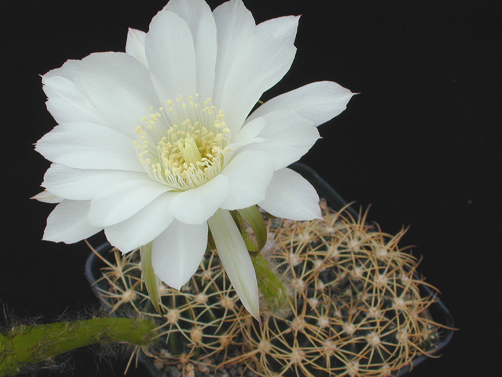 Echinopsis ancistrophora v. J 243 (Valle Grande, 1500, Arg)