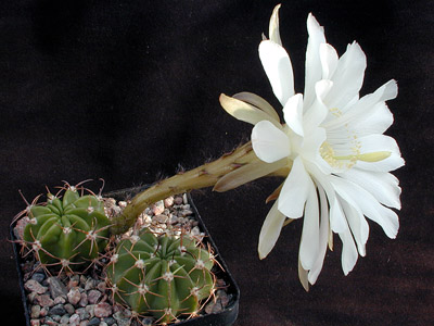 Echinopsis spec. WR 589a (Villa Serano, Bol)