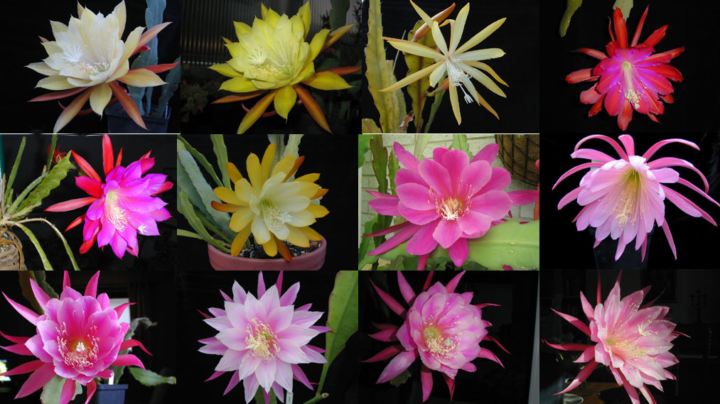 Epiphyllum HYBRID MIX