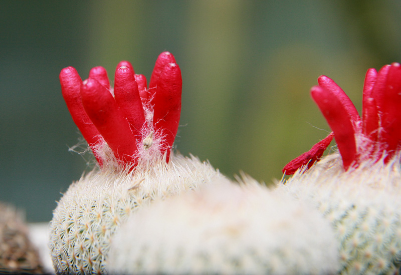 Epithelantha micromeris SB 125
