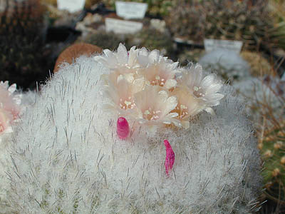 Epithelantha cryptica SB 321