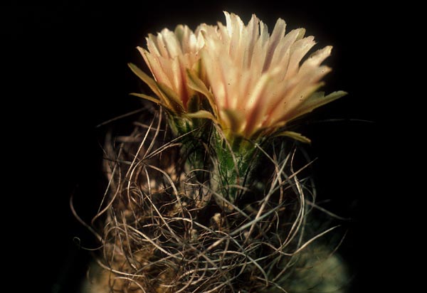 Eriosyce crispa v. totoralensis FK 526 (Totoral)
