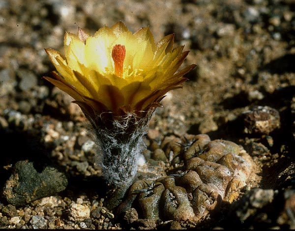 Eriosyce heinrichiana FK 470 (Rio Choros)