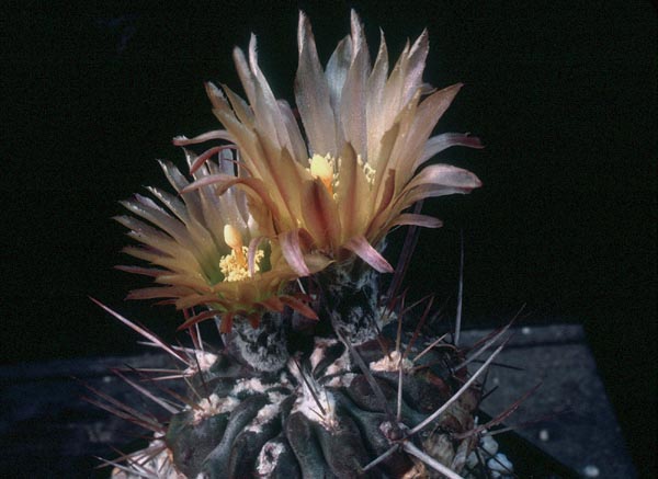 Eriosyce heinrichiana ssp. intermedia FK 476 (Coquimbo, Herradura)