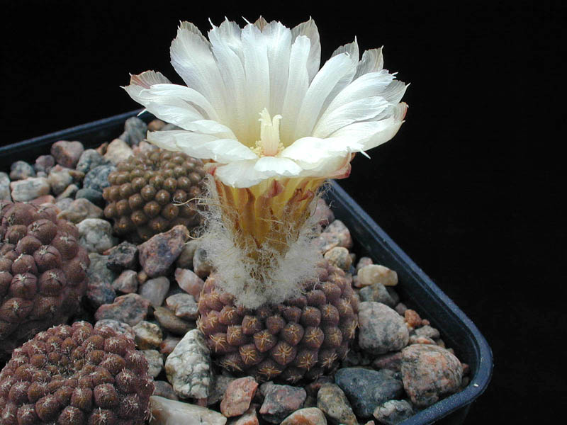Eriosyce odieri ssp. glabrescens FK 53 (S Totoral, 40m)