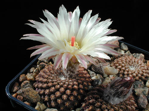 Eriosyce odieri v. monte-amargensis FK 522 (Monte Amargo)