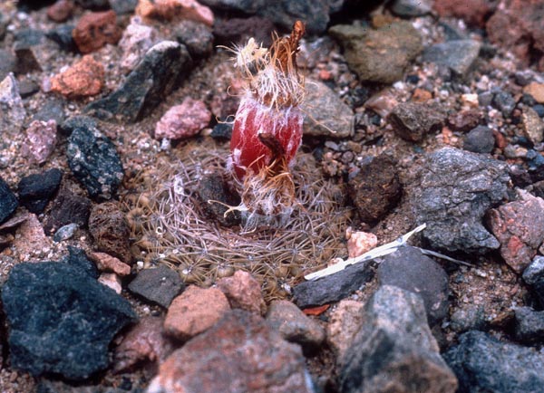 Eriosyce odieri v. monte-amargensis FK 522 (Monte Amargo) - 2