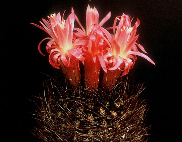 ユ*キ様 quesnelia seideliana (red form) 一苗 SuccSeed - Eriosyce senilis 'multicolor' FK 423 (Quelen)