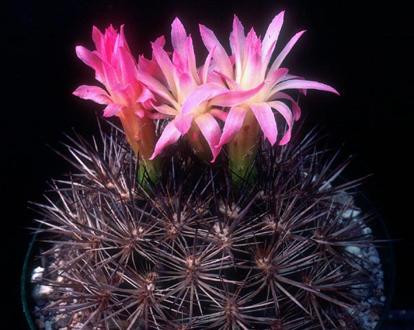 Eriosyce subgibbosa FK 414 (Rio Choapa)