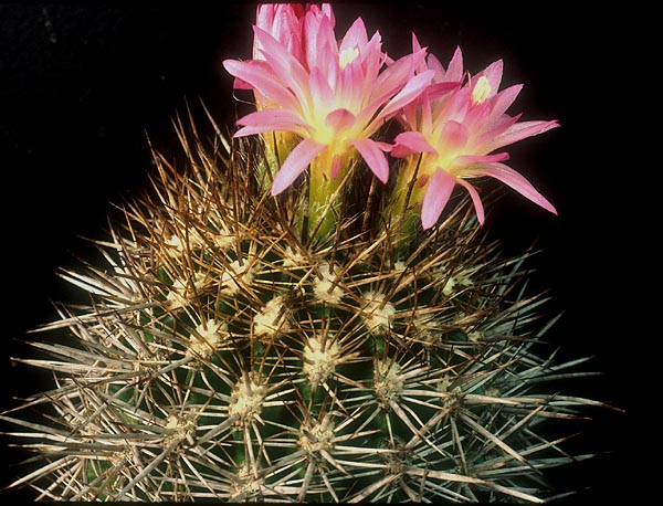 Eriosyce subgibbosa v. nigrihorrida FK 481 (Pta Teniente)