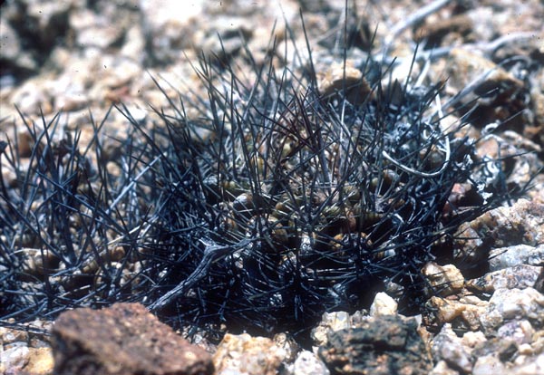 Eriosyce taltalensis FK 511 (Q. de Guanillos, 150m, Chile)