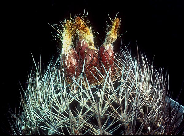 Eriosyce taltalensis ssp. paucicostata 'neohankeana' FK 499 (Taltal)
