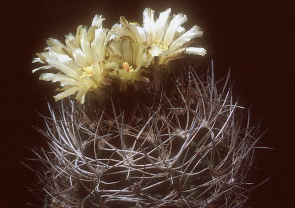 Eriosyce taltalensis ssp. paucicostata 'neohankeana' FK 501 (Taltal)