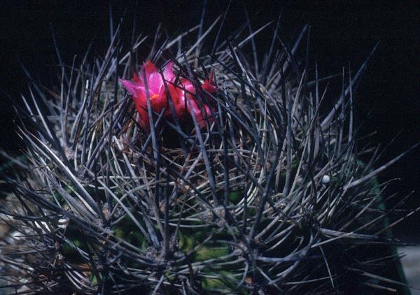 Eriosyce taltalensis v. pygmaea 'transiens' FK 765 (Caldera)