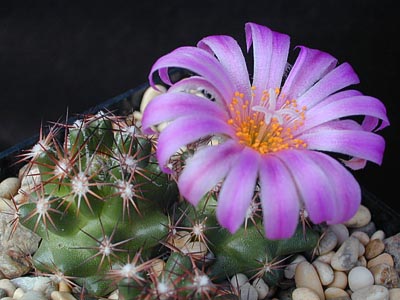 SuccSeed - Escobaria hesteri SB 430 (Brewster Co, TX)