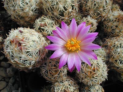 Escobaria minima SB 423 (Brewster Co, TX) - 2