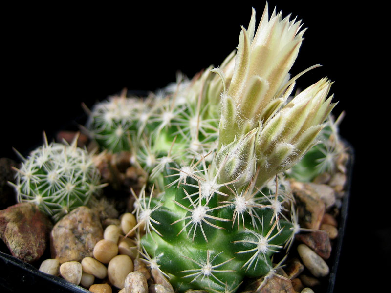 Escobaria missouriensis SB 205 (Sandoval Co, NM)