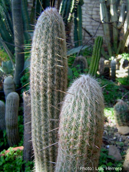 Espostoa lanata ssp. huanucensis - 2