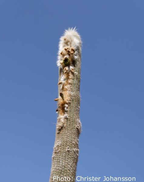 Espostoa lanata ssp. huanucensis