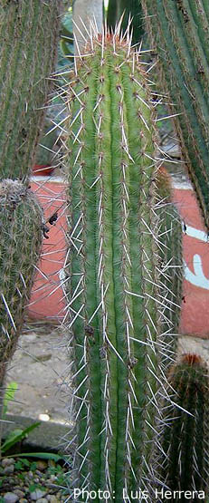 Espostoa mirabilis