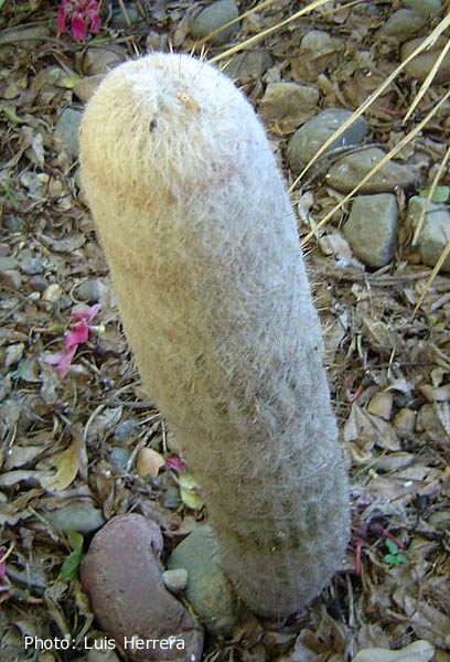 SuccSeed - Espostoa nana
