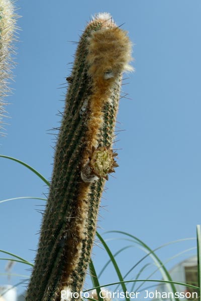 Espostoa ritterii - 2