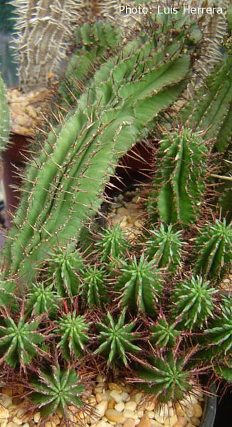 Euphorbia polygona