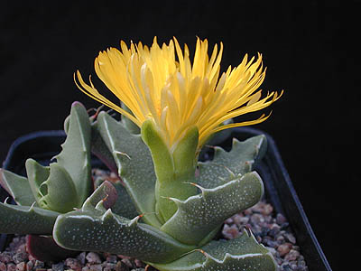 Faucaria tigrina