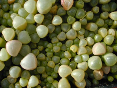 Fenestraria aurantiaca - 2