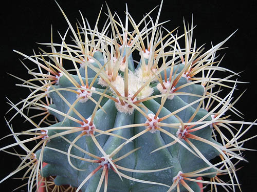 Ferocactus glaucescens - 2